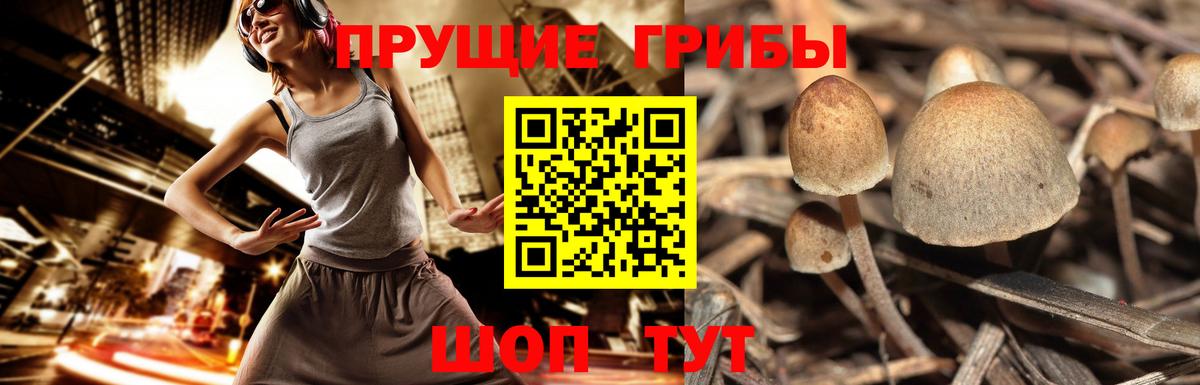 Псилоцибиновые грибы мухоморы  Вход с VPN  где найти наркотики  Нерюнгри 